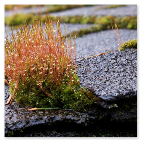 Dach vor der Beschichtung