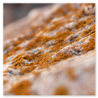 Auftragen einer schimmelhemmenden Beschichtung